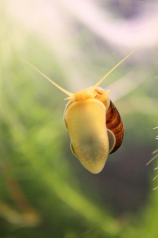 Летящее насекомое обои