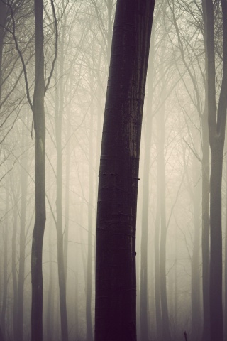 Туман в лесу обои