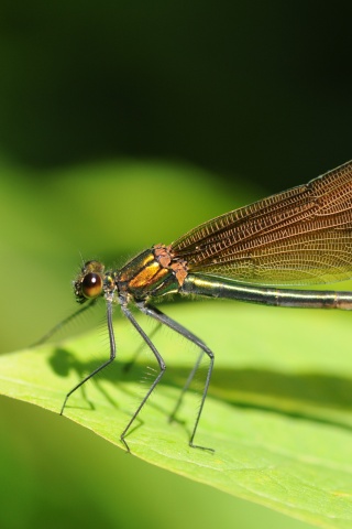 Стрекоза на листе обои