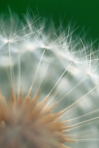 Макро фото одуванчика обои