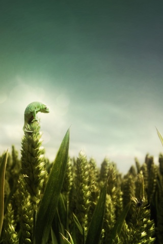 Маленький хамелеон на травинке обои