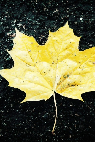 Желтый лист обои