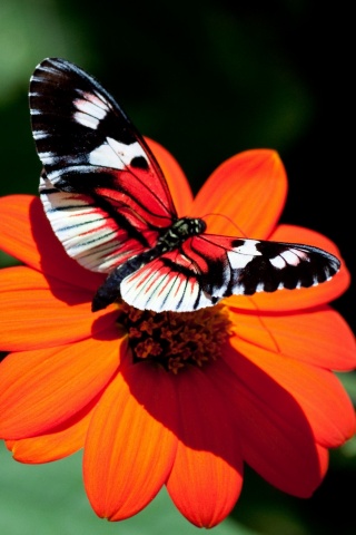 Бабочка на цветке обои