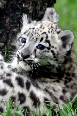 Котенок большой дикой кошки обои