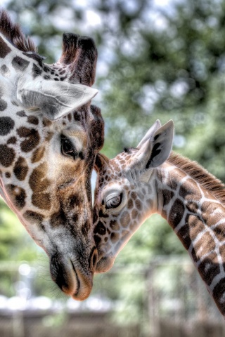 Жирафа и жирафёнок обои