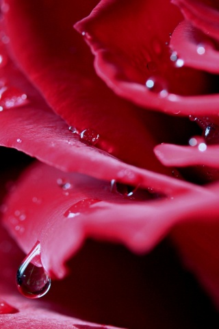 Капли на лепестках розы обои