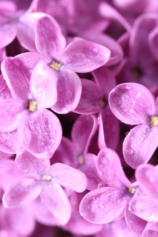 Цветы сирени обои