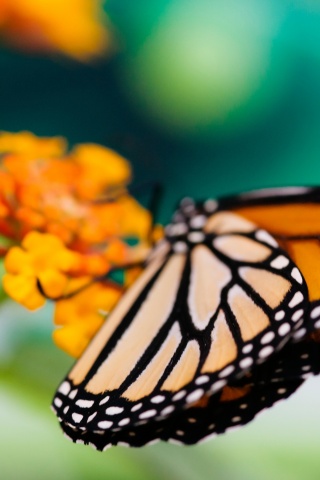 Бабочка на цветке в макро обои