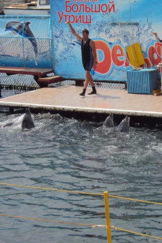 Утро в дельфинарии обои