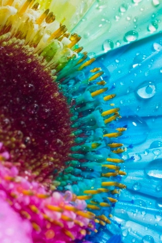 Цветик семицветик обои