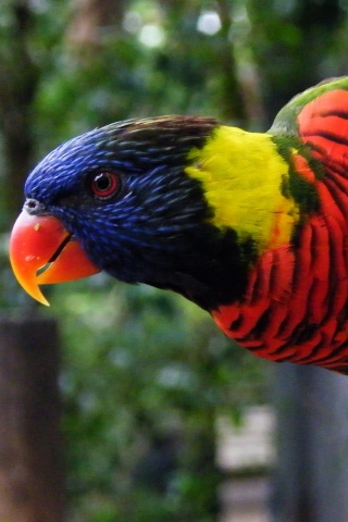 Попугай на канате обои