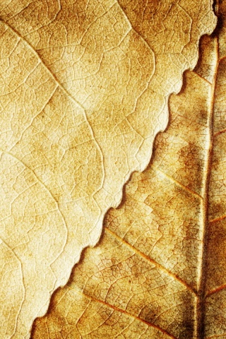 Текстура желтых увядших листьев обои