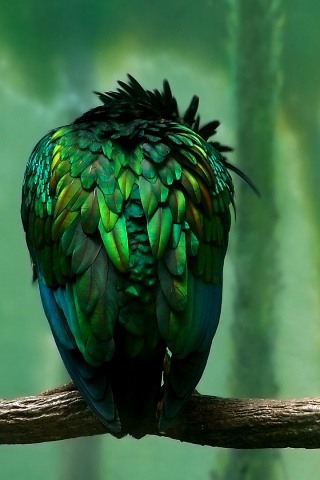 Птица спит на ветке обои