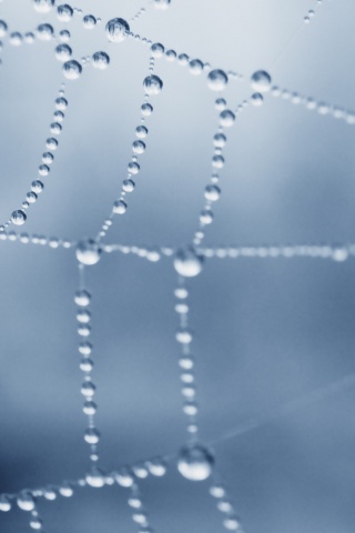 Капли росы на паутине обои