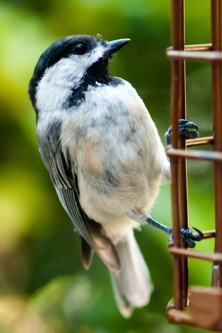 Птичка обои