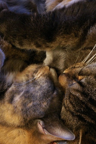 Сладкая парочка обои