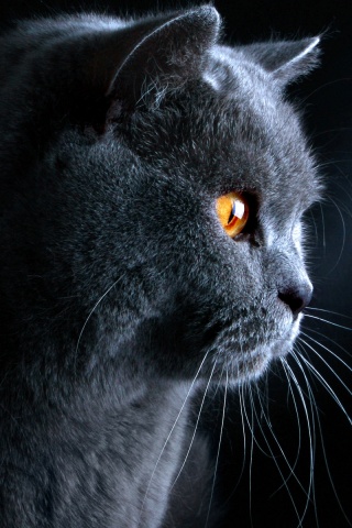 Плюшик  обои