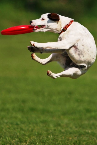 Ловкач обои