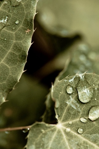 Капельки росы на листьях обои