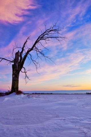 Сломанное дерево в снежной тундре обои