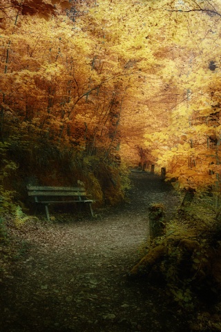 Скамейке в чаще парка обои