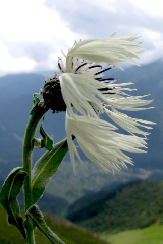 Горный цветок обои