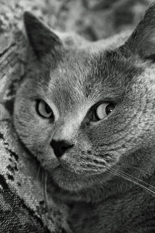 Щекастый британский котик обои