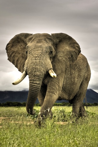 Слон на прогулке обои