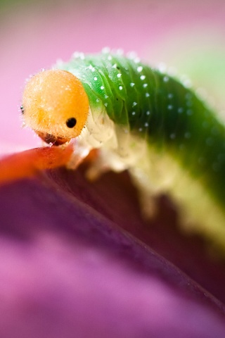 Гусеница бабочки на лепестке обои