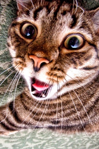 Спалившийся на ковре кошак обои