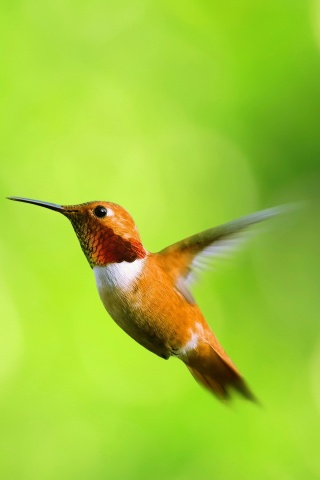 Маленькая колибри обои