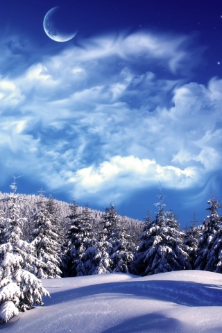 Зимний еловый лес обои