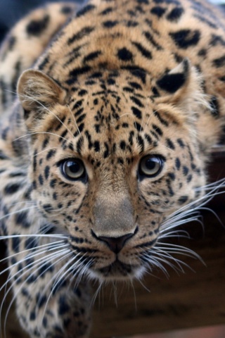 Леопард в зоопарке обои