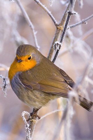 Птичка на ветке обои