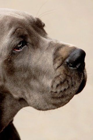 Грустная собака обои