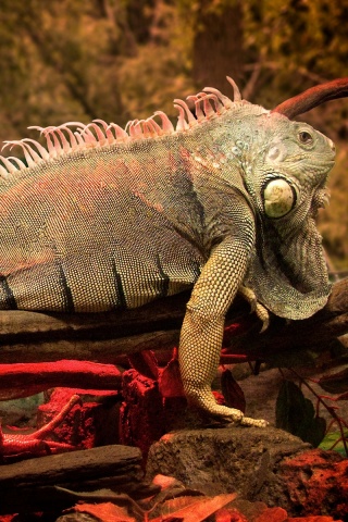 Большая игуана обои