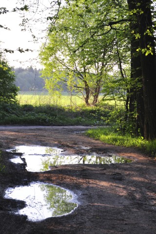 Лесная дорога обои