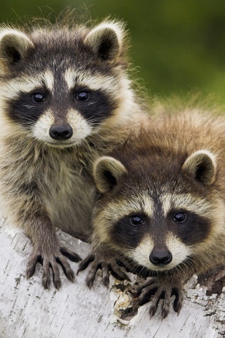 Полосатики обои