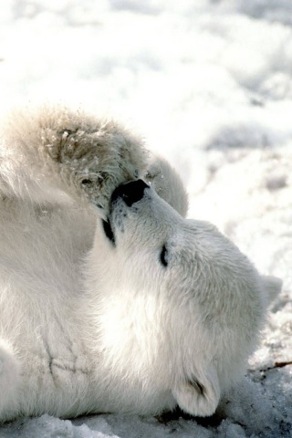 Мишка на севере обои