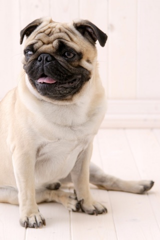 Симпатичный мопс на полу обои