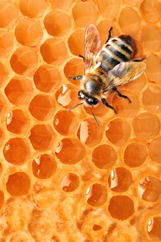 Пчела на сотах с медом обои