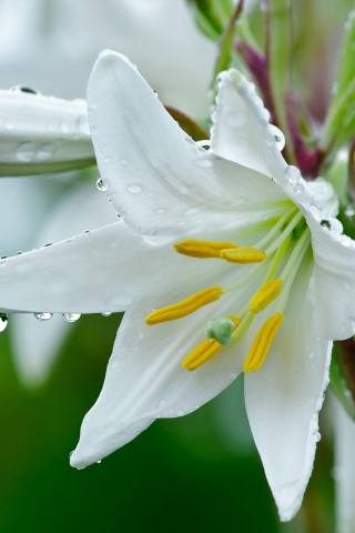 Белая лилия обои