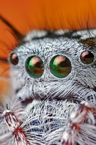 Паук в макро обои