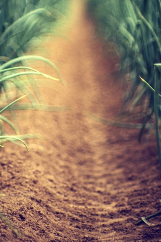 Тропинка в траве обои