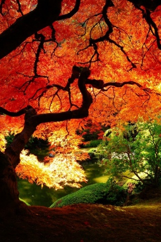 Под оранжевой кроной обои