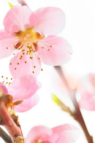 Нежные розовые цветы обои