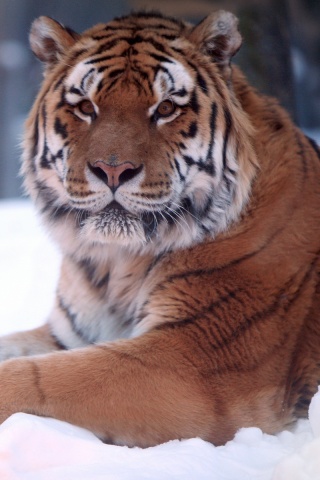 Тигр в снегу обои