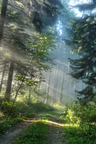 Тропа в лесу обои