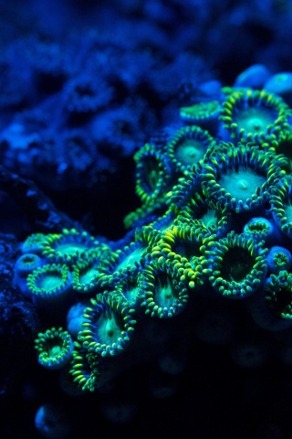 Морское дно обои