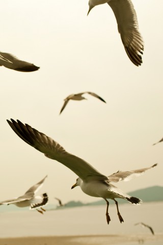 Чайки обои